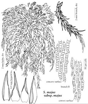Spha Sphagnum majus subsp majus.jpeg