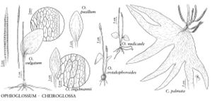 FNA2 P13 Ophioglossum-Cheiroglossa pg 102.jpeg