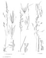 FNA24 P277 Calamagrostis pg 720.jpeg