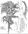 Spha Sphagnum majus subsp norvegicum.jpeg