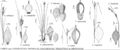FNA23 P121 Carex whitneyi pg 487.jpeg