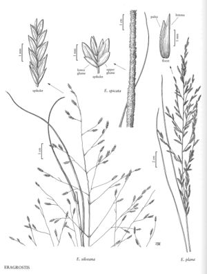 FNA25 P32 Eragrostis pg 92.jpeg