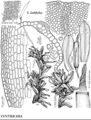 Pott Syntrichia Latifolia Art 12-1.jpeg