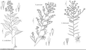 FNA20 P53 Symphyotrichum cordifolium.jpeg