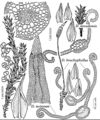 Pott Didymodon brachyphyllus nevadensis tectorum.jpeg