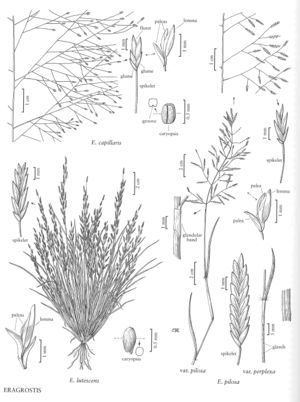 FNA25 P27 Eragrostis pg 82.jpeg