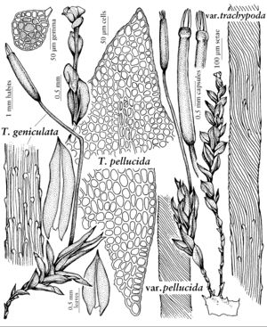 Tetr Tetraphis geniculata pellucida trachypoda.jpeg