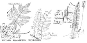 FNA2 P45 Tectaria-Lomariopsis-Nephrolepis pg 303.jpeg