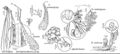 FNA2 P27 Vittaria-Hymenophyllum pg 188.jpeg