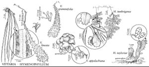 FNA2 P27 Vittaria-Hymenophyllum pg 188.jpeg